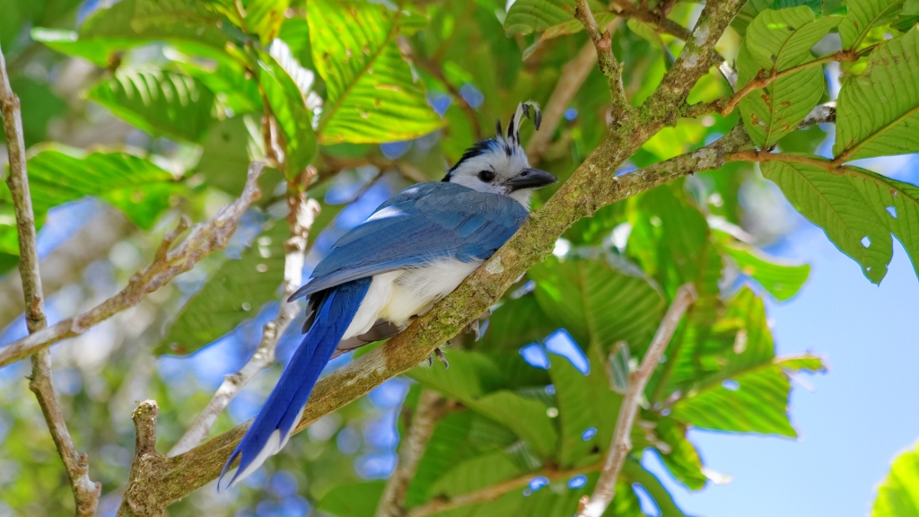 03 - Volcan Arenal (26).jpg
